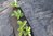 4m Plantation Geotextile Weed Tissu Jardin